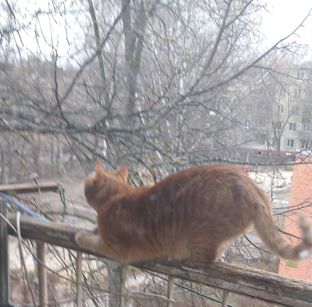 Личное  фото.  