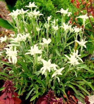 горный цветок эдельвейс