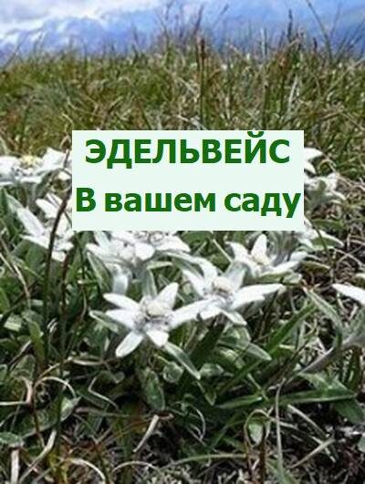 эдельвейсы цветы