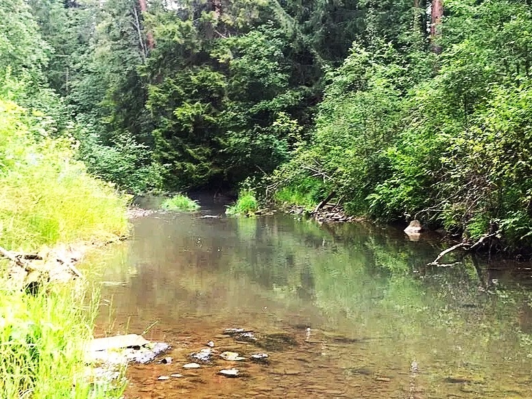 РЕКА ИЛЕЗЕМ, В ЭТОМ МАЛЕНЬКОМ ОМУТКЕ ТОЧНО ЕСТЬ ХАРИУС