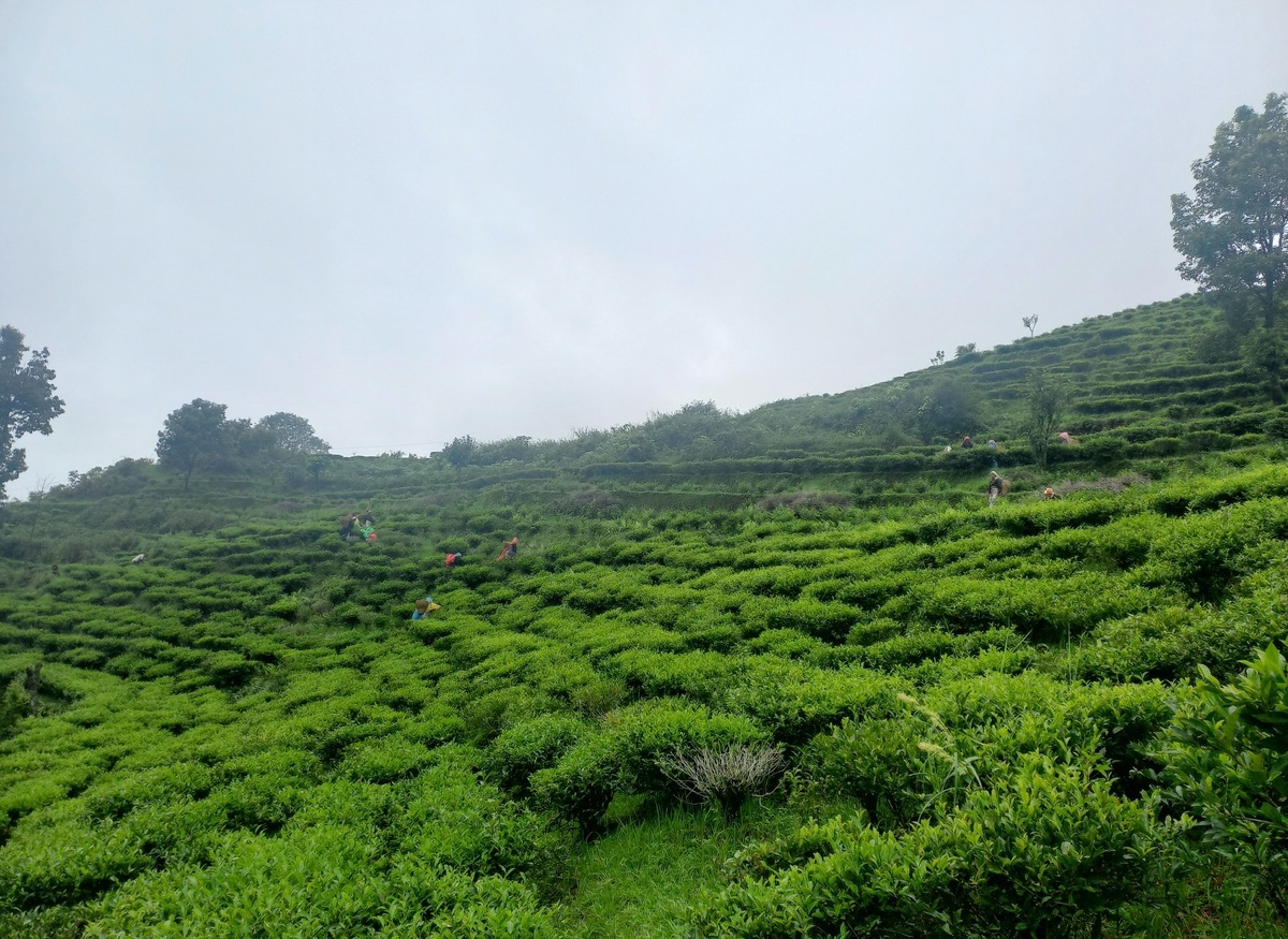 Чайные плантации Lwang