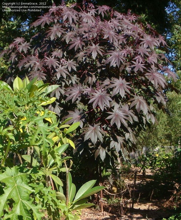 Клещевина Красная