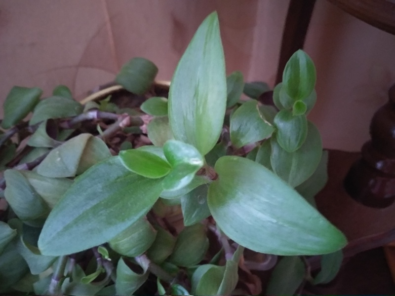 Побег приречной традесканции