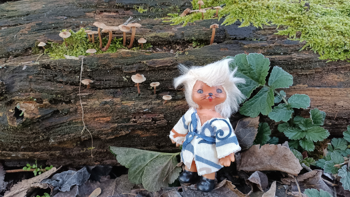 Белочка нашла грибы.