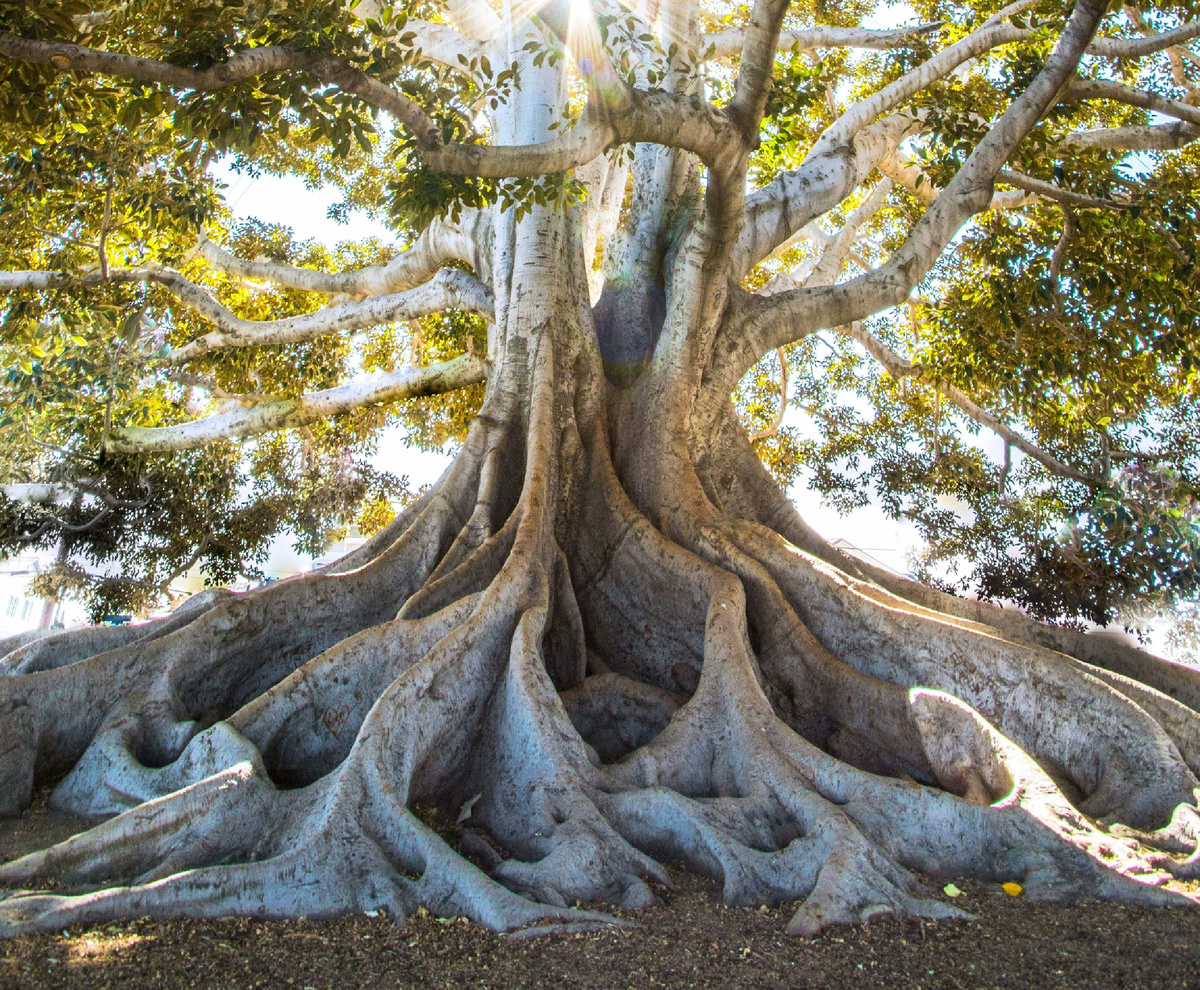 Гигантский исполин в джунглях