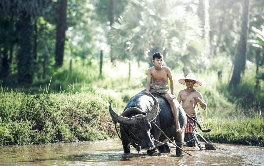 Домашних буйволов на Бали используют для возделывания рисовых полей. Фото: baliving.ru