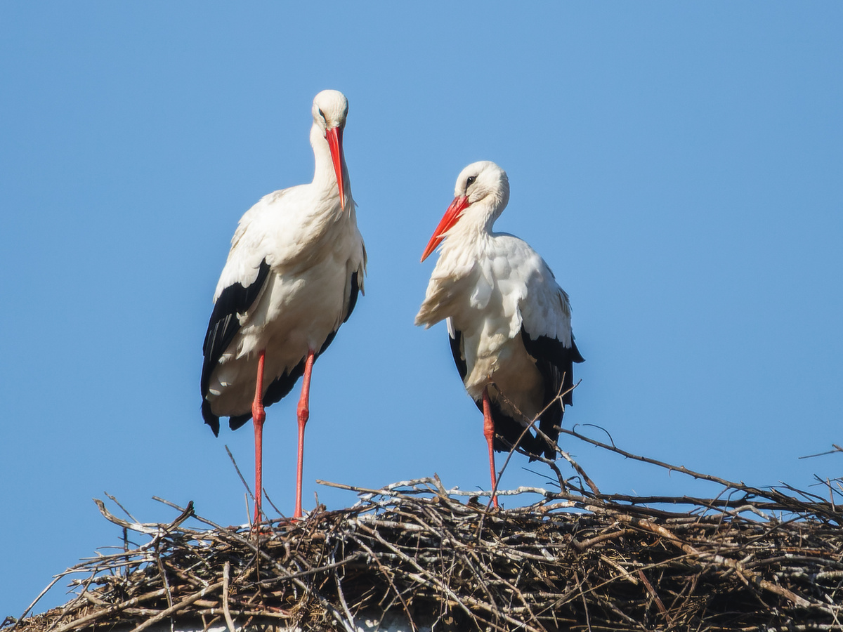 Белые аисты на гнезде