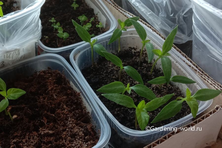 Рассада перцев готова к пикировке. Фото автора.