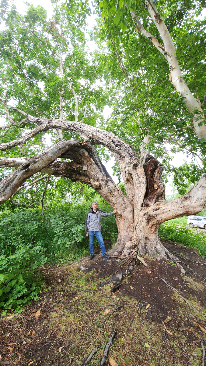 Камчатка, Патриаршая береза