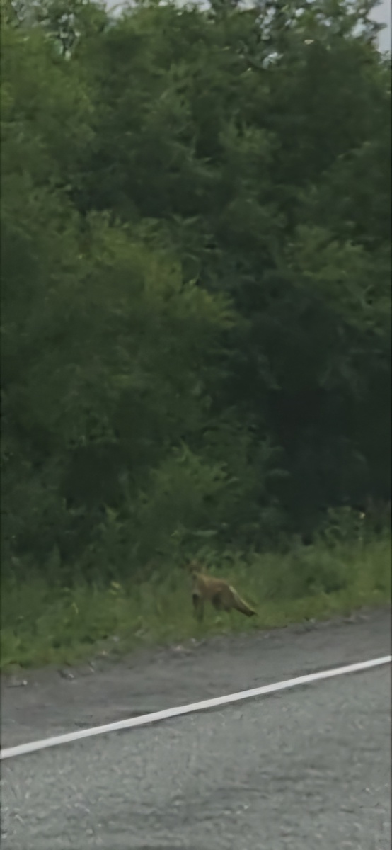 Камчатка, лиса