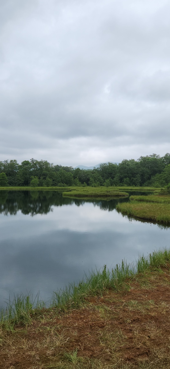 Камчатка, озеро с плавающими островами рядом с Патриаршей березой