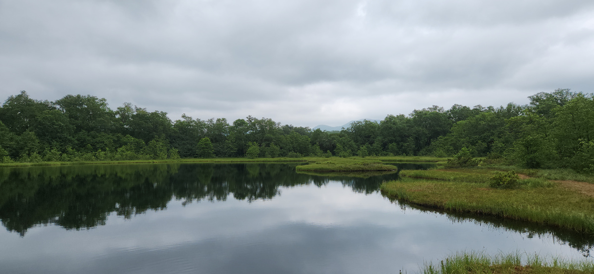 Камчатка, озеро с плавающими островами рядом с Патриаршей березой