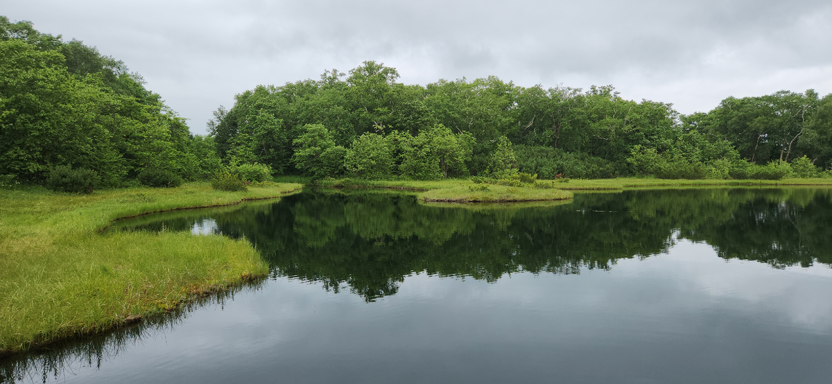 Камчатка, озеро с плавающими островами рядом с Патриаршей березой