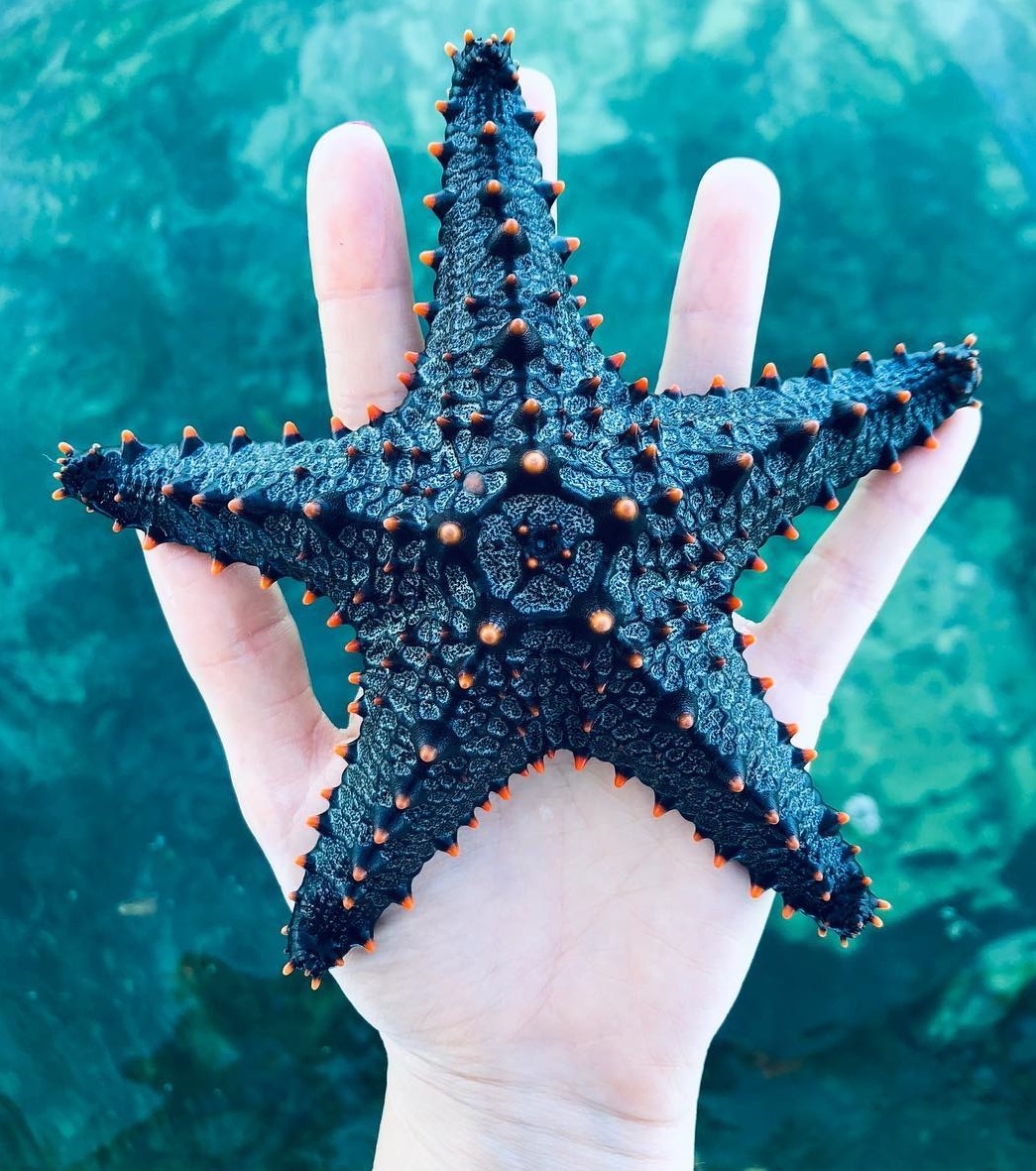 Морская звёздочка - c Reddit.com