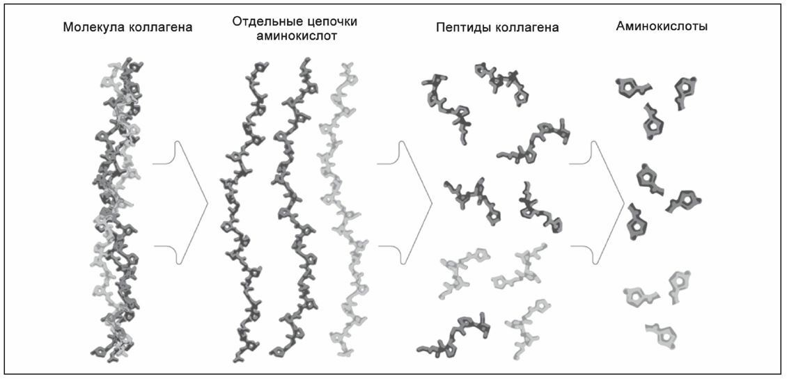 Для повышения усвояемости экзогенного коллагена большую молекулу дробят (подвергают гидролизу) на более мелкие - пептиды коллагена, биодоступность которых вырастает в разы.