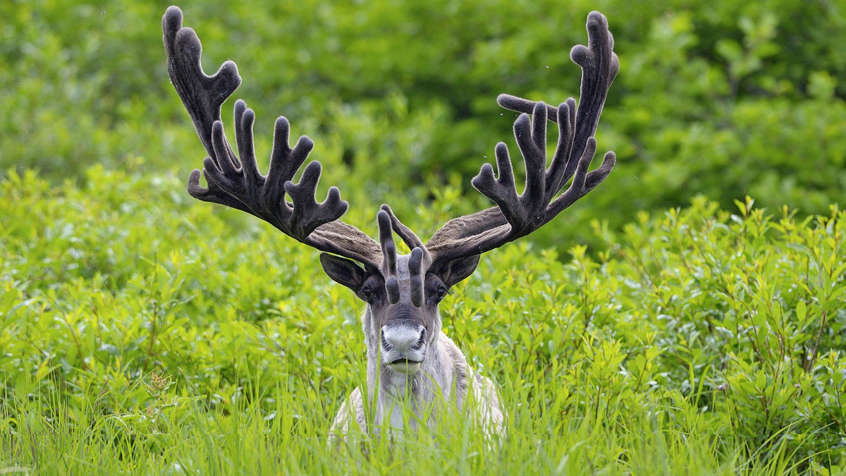 Северный олень (Rangifer tarandus). Фото: «Дикая природа России», nature.kremlin.ru