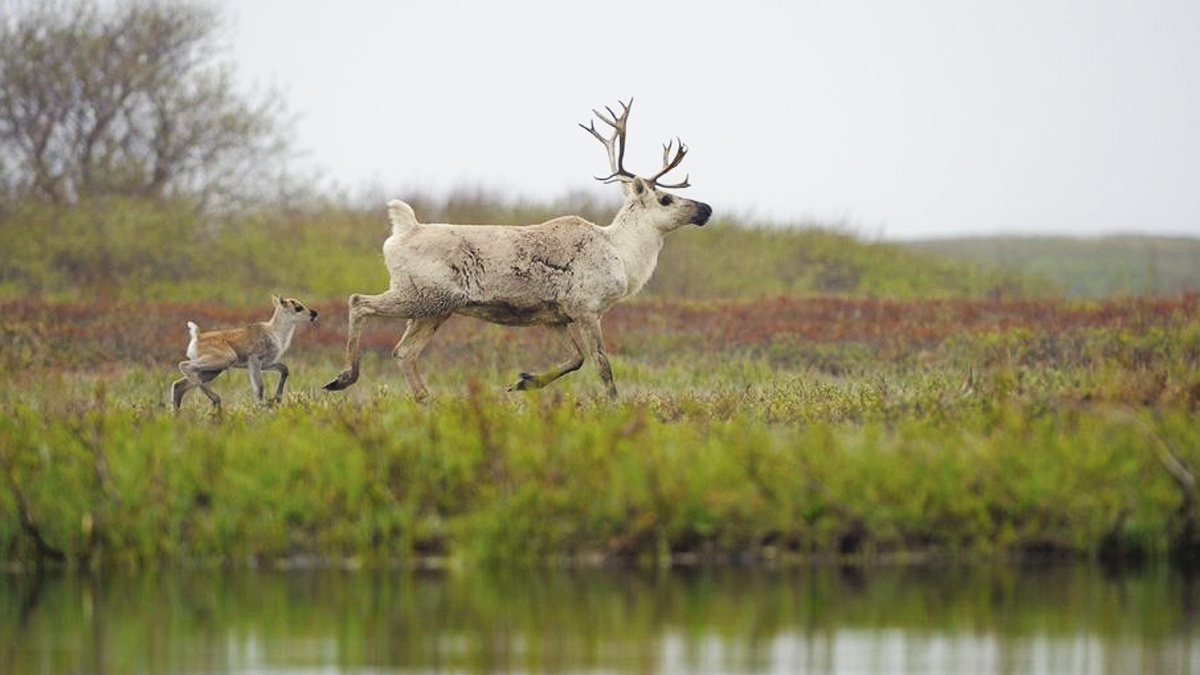 Важенка северного оленя с оленёнком. Фото: «Дикая природа России», nature.kremlin.ru