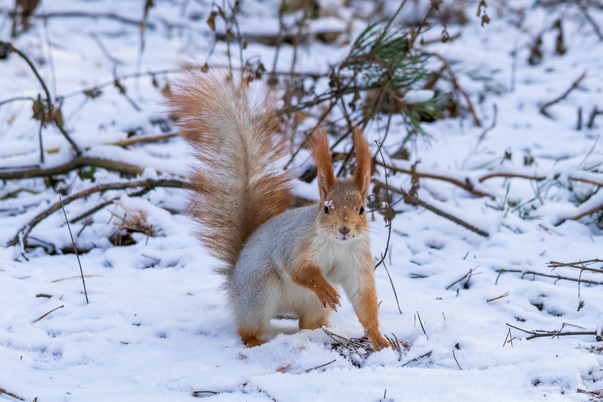Фото автора