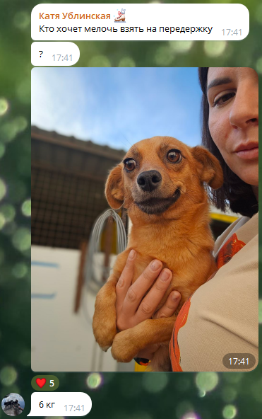 Часто люди думают, что собака «улыбается» от счасться, но на самом деле, она в ужасе. В этот момент она очень сильно стрессует — все её мышцы напряжены, хвост поджат