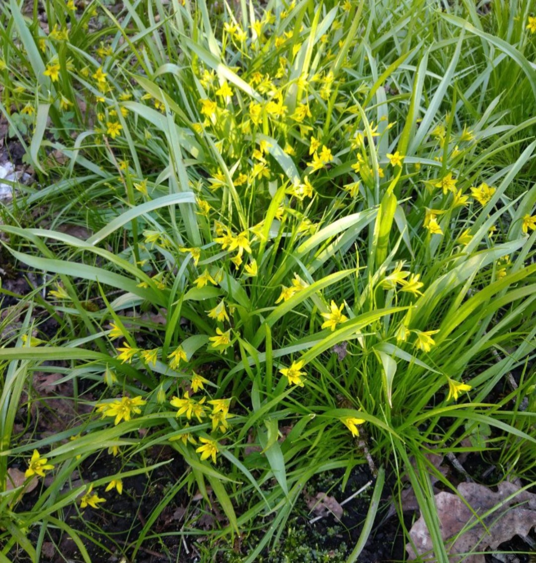 Гусиный лук