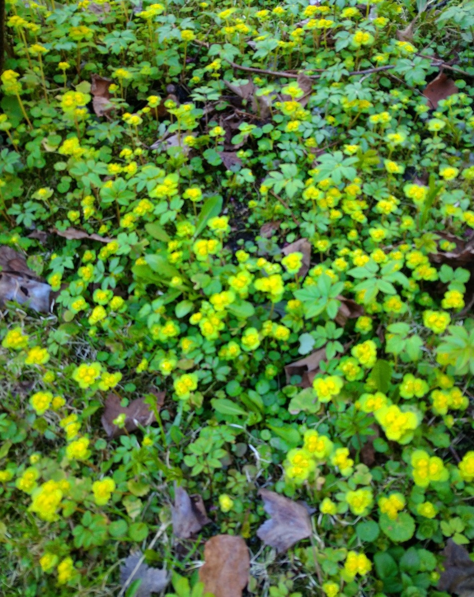 Селезеночник очередеолистный