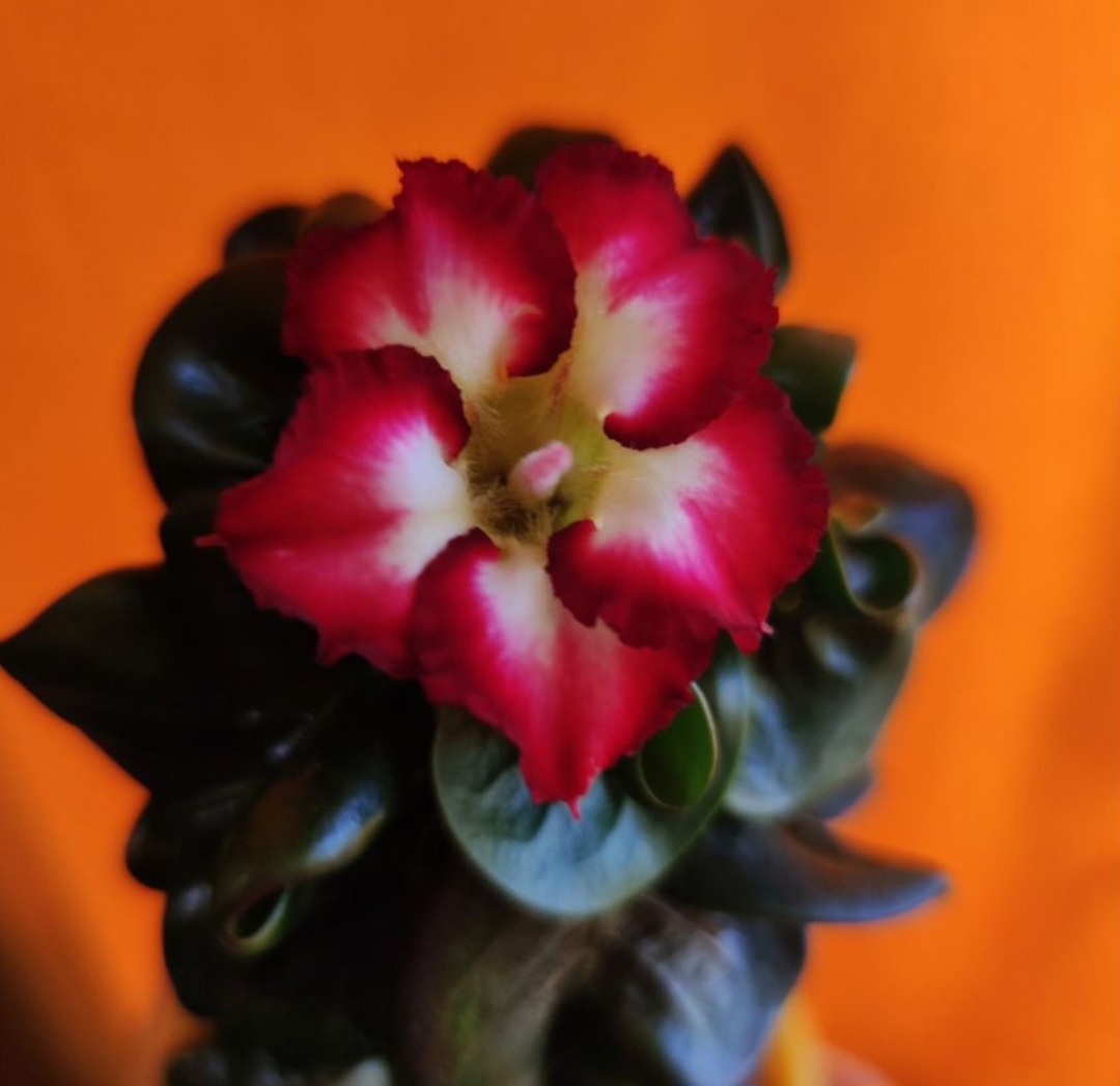 Mini Size Adenium Obesum Prince. Фото из личного архива автора Адениум Записки.