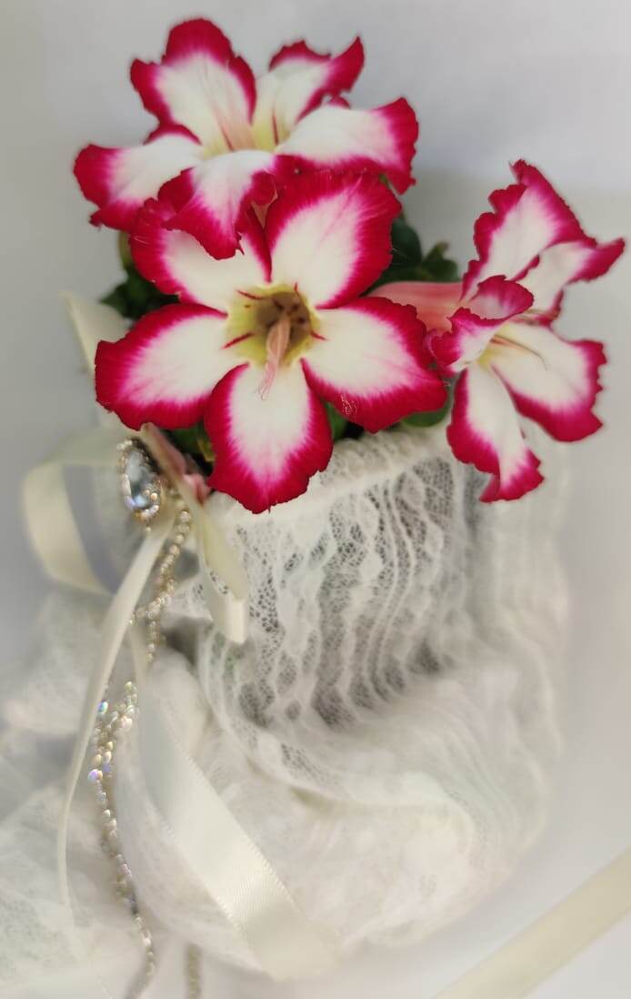 Adenium Obesum Mini Size Sunup. Фото из личного архива автора Адениум Записки.