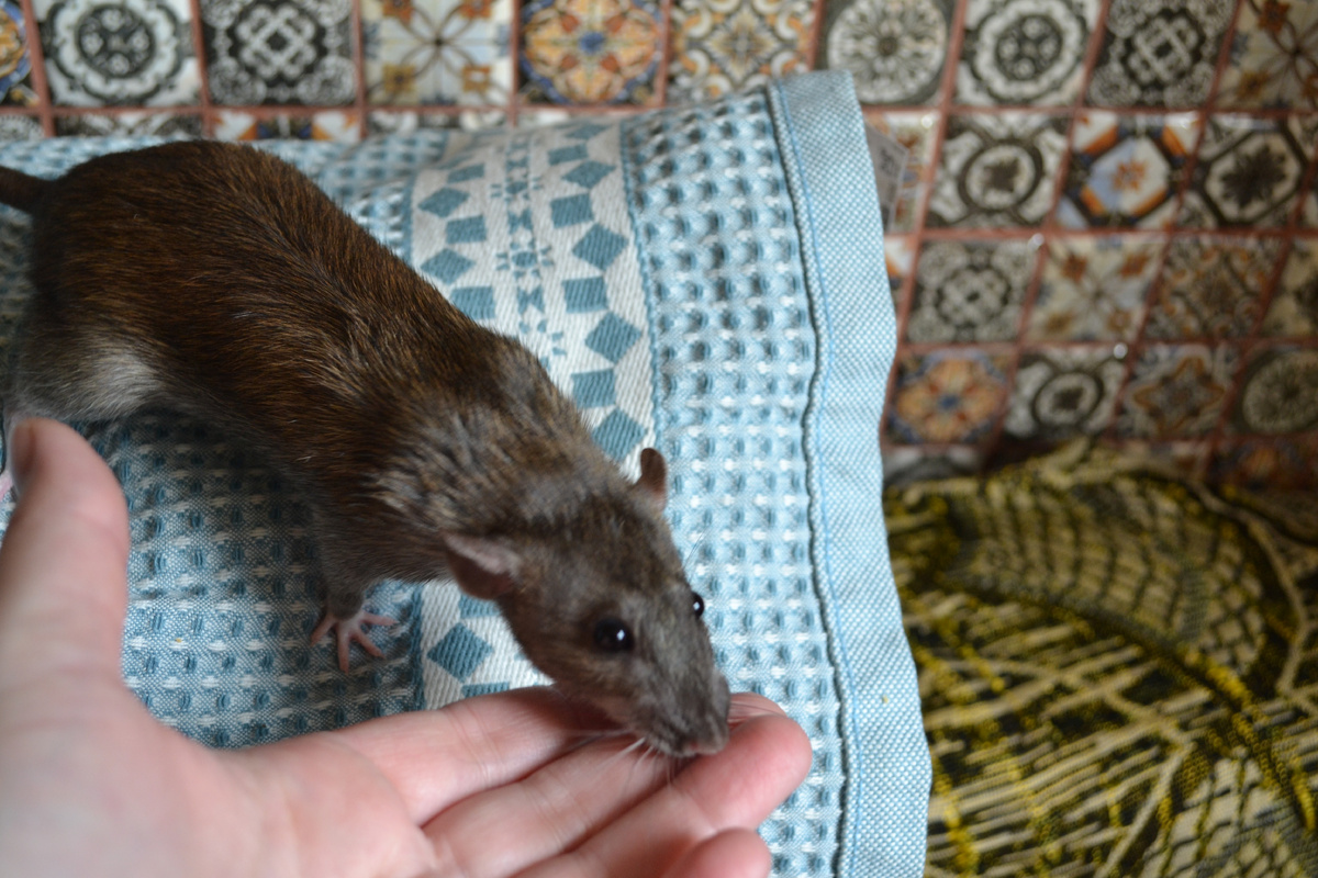 Хочет на ручки