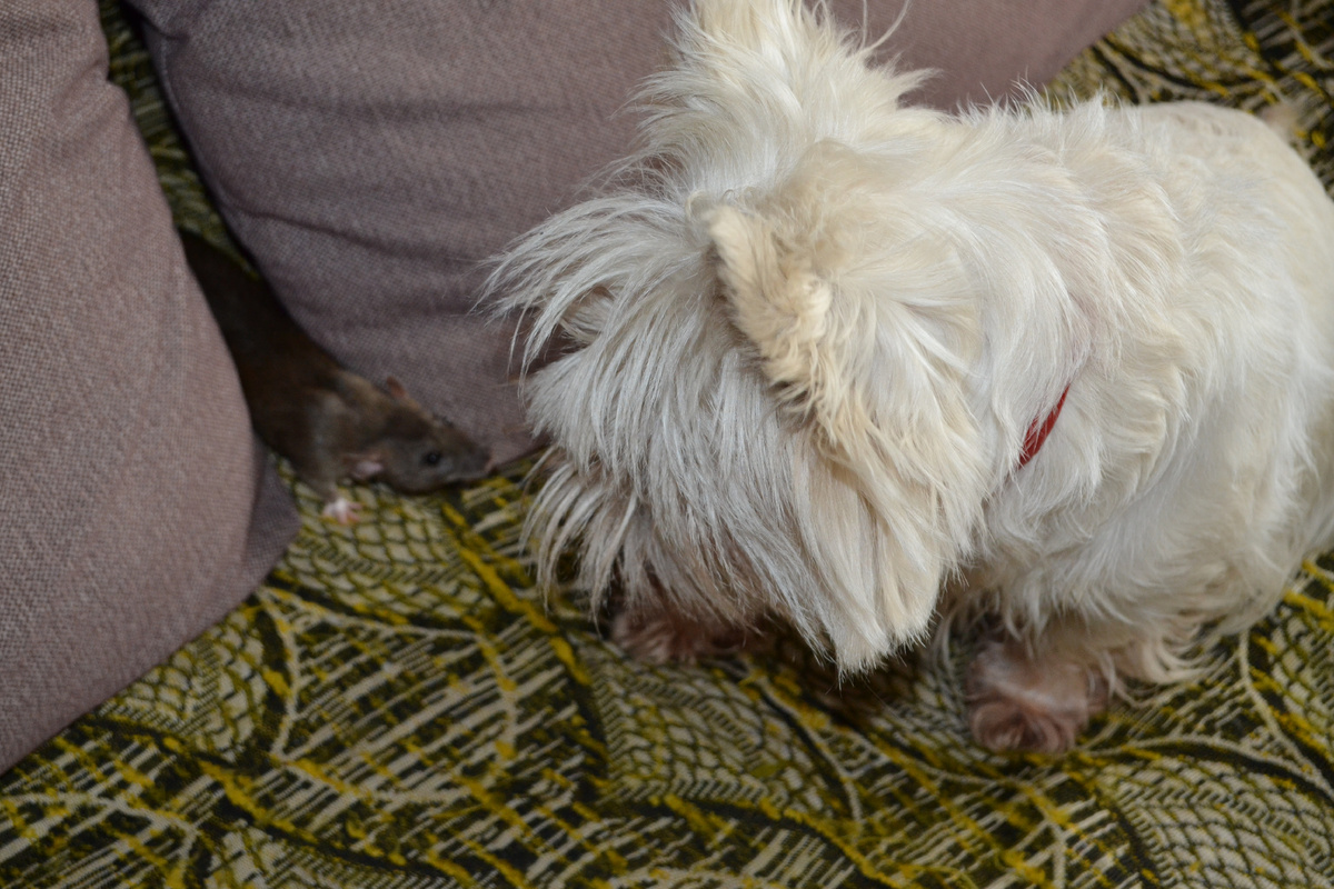 Дори с собакой