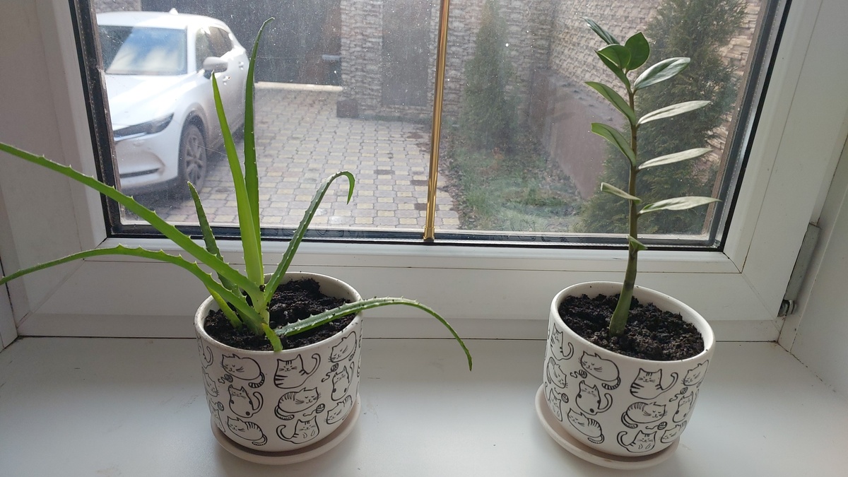 Новые жильцы на подоконнике .