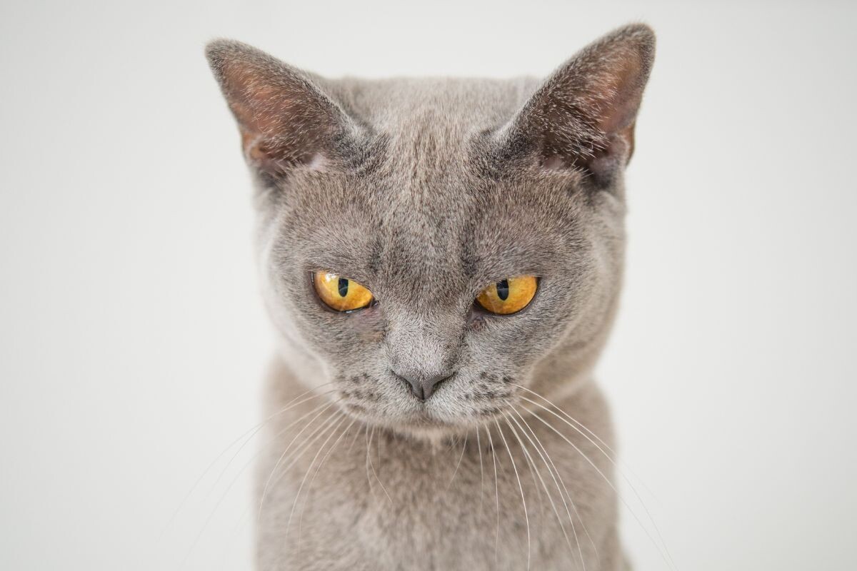 Почему у кошек вертикальные зрачки