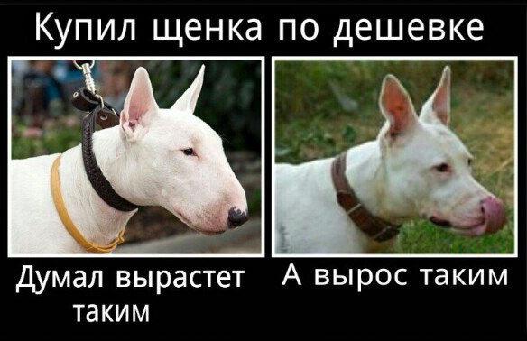 Подборка фото щенков, "купленных подешевле", и собак, что из них выросли