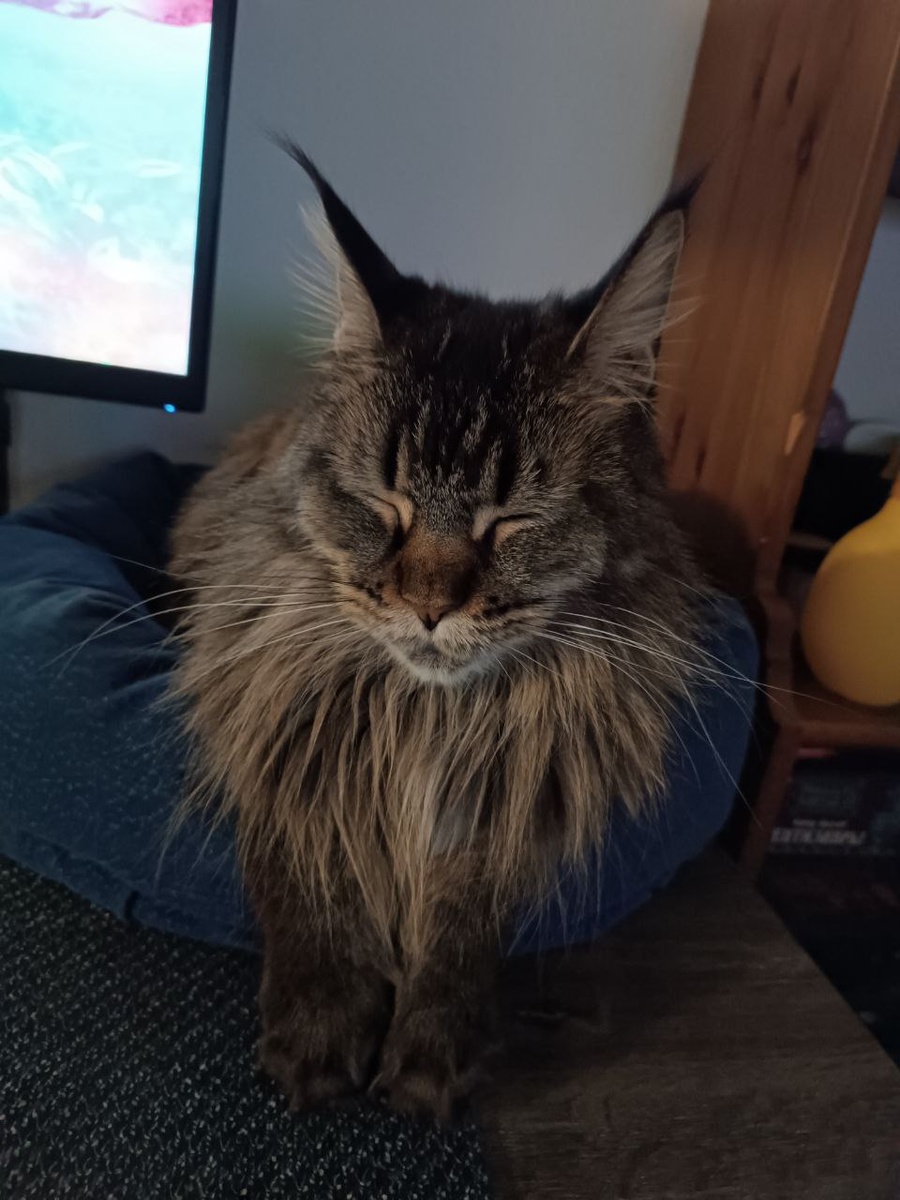 А это я сплю. Двуногая говорит, красиво сплю!