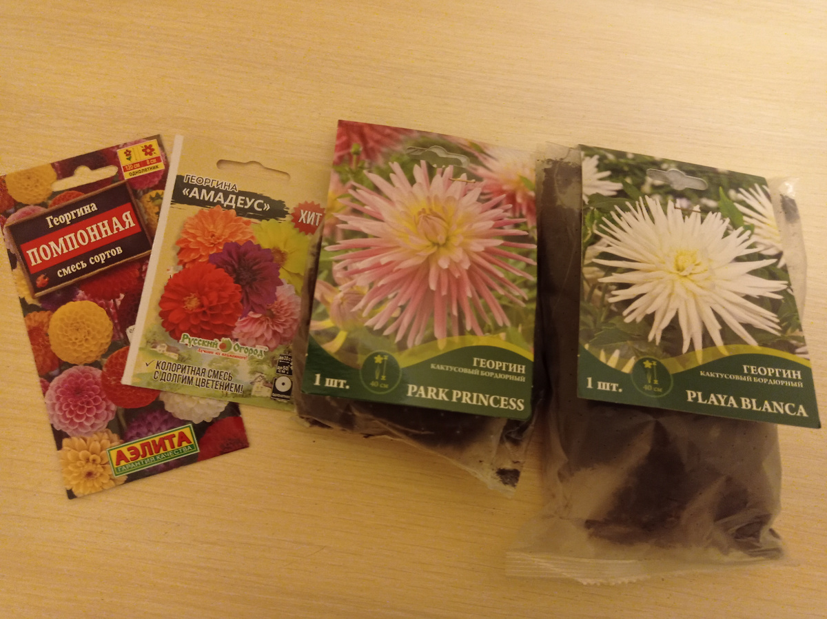 Сначала хотела обойтись однолетними георгинами, но увидела клубни и не устояла...