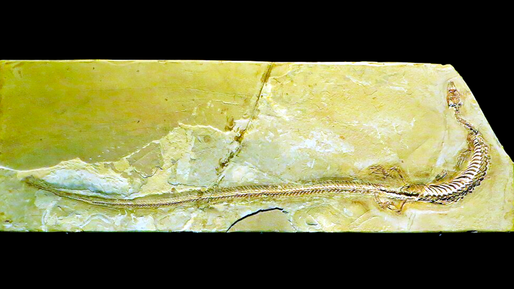 Уже в XX вуеке к холодной компании змей и мозазавров присоединились долихозавры.