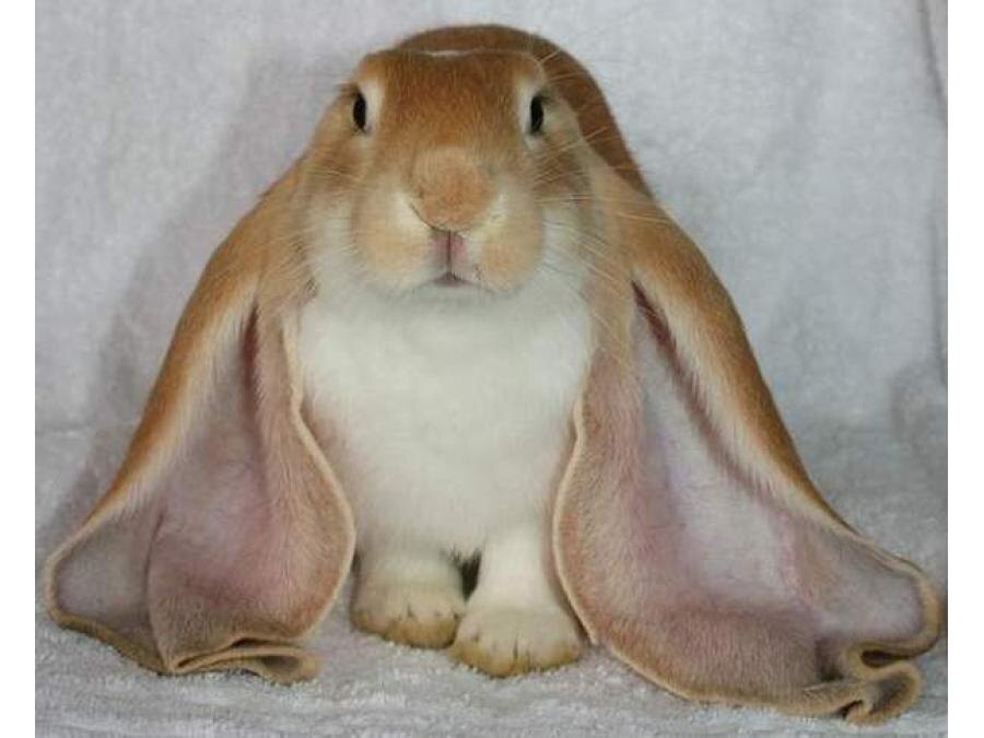 Английский баран. Порода была выведена в Англии еще в 19 веке и быстро стала популярной, благодаря необычному внешнему виду кроликов