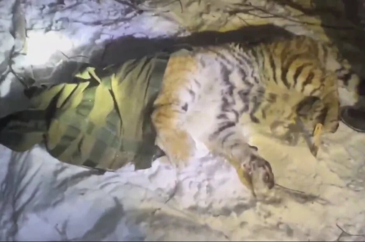    В Хабаровском крае поймали молодую тигрицу, пугавшую жителей Вяземского