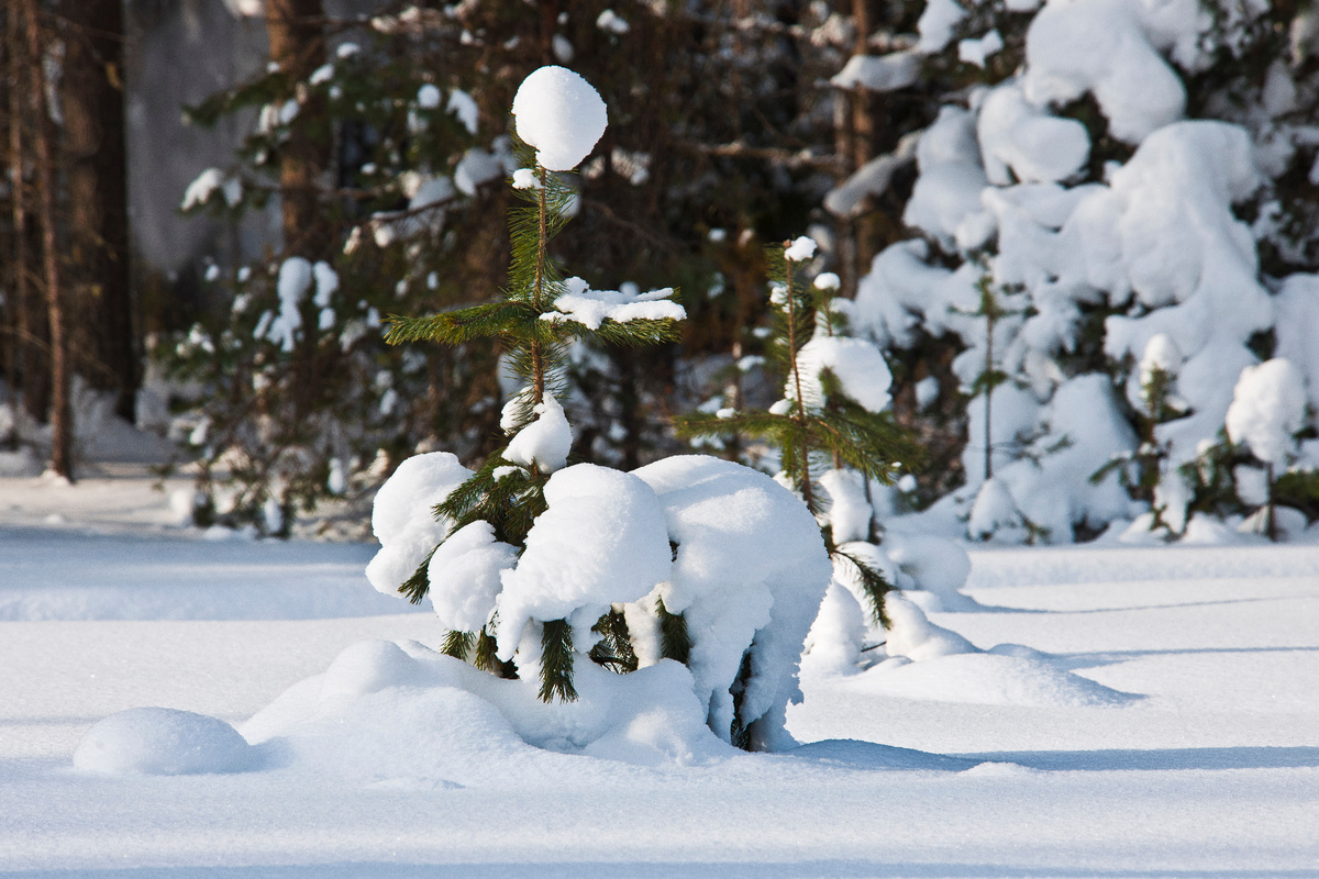 фото: Konstantin Kokoshkin/Russian Look/Global Look Press