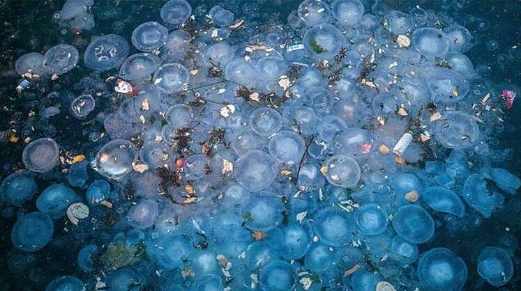    ZUMA\TASS Из-за загрязнения микропластиком и бытовыми отходами в Мраморном море нарушился баланс: выросла популяция медуз, которые угрожают разнообразию рыб и подводной жизни