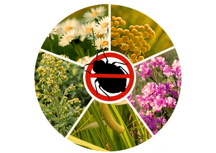 Kakikh zapakhov boyatsya klopy