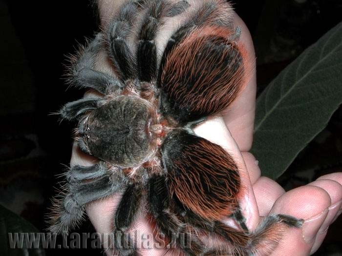 Гибрид Tliltocatl albopilosus  и самца Tliltocatl vagans с двумя брюшками