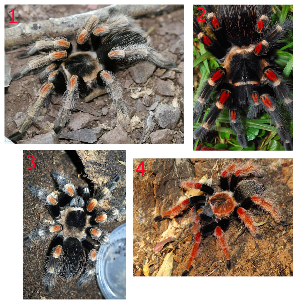 Разные виды одного рода пауков птицеедов Brachypelma 