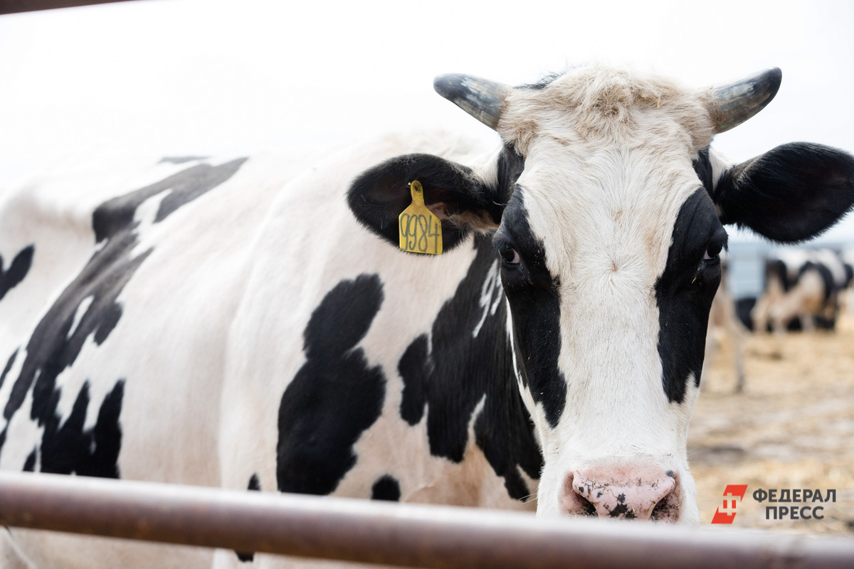 Карантин продлится 2 месяца.  Фото: Фото: ФедералПресс / Евгений Поторочин