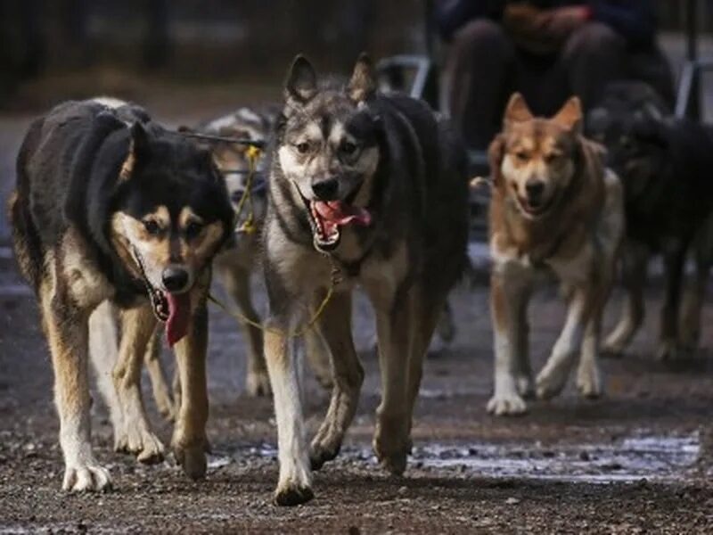 Стая бродячих собак держит в страхе жителей поселка под Новосибирском