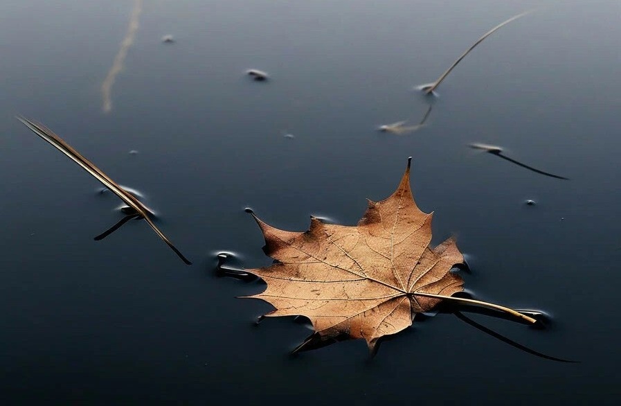 generated by Shedevrum