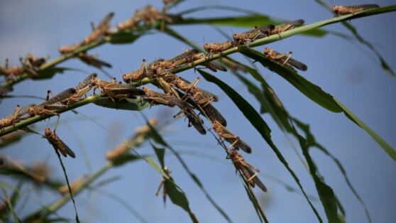    Нашествие саранчи угрожает 21 российскому региону Татьяна Сидорова