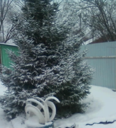 В саду, у нас под ёлочкой лебеди сидят