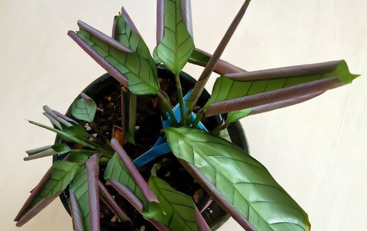    Это популярное комнатное растение восхитило ученых своим механизмом выживания с забывчивыми владельцами