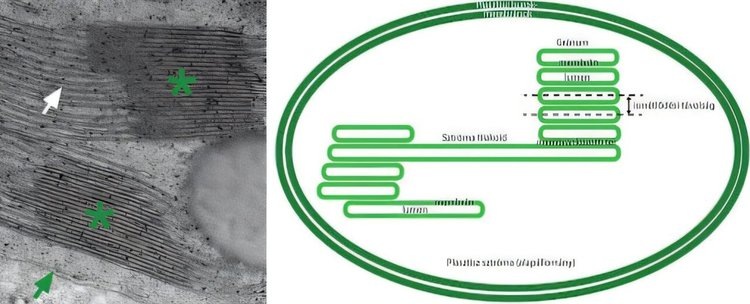     Это популярное комнатное растение восхитило ученых своим механизмом выживания с забывчивыми владельцами
