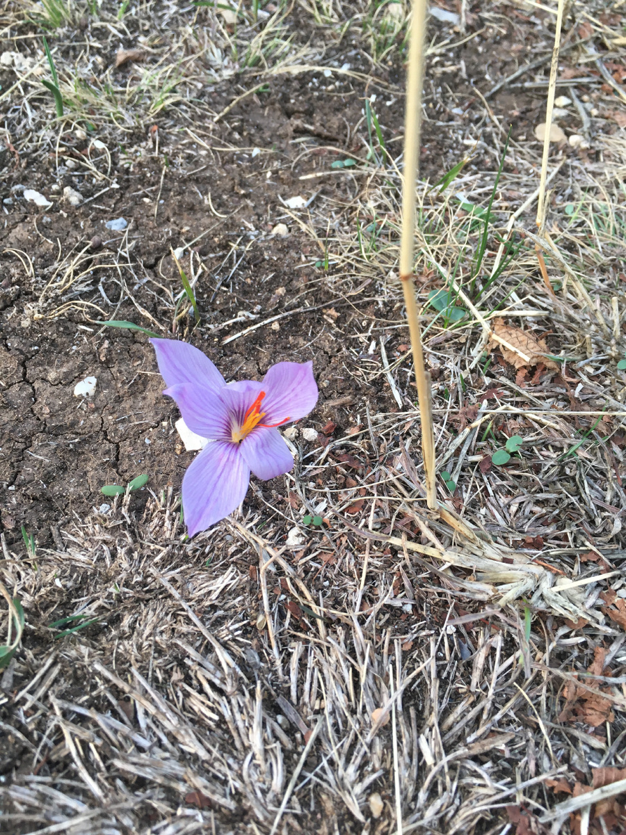 Род крокусов, или шафранов, принадлежит к семейству ирисовых и представлен невысокими многолетними луковичными растениями. Ареал произрастания этих ярких синих, фиолетовых, сиреневых или желтых цветов представлен территорией Европы и Азии! Первые крокусы появляются из-под снега в начале весны, а это значит, что посадив их в саду, вы станете свидетелем чарующего пробуждения природы. Происходит цветение крокусов и поздней осенью!